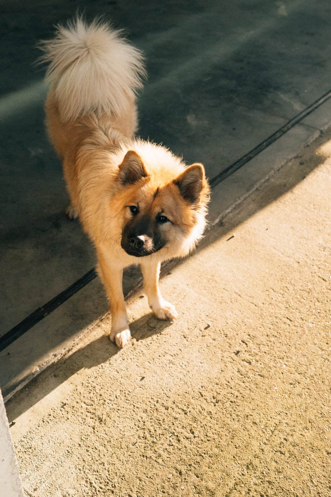 Zelda, the Onyx Vans workshop dog, a Eurasier