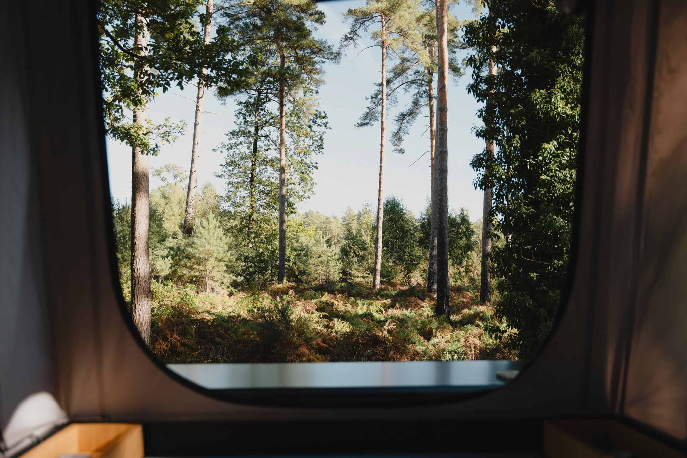 Looking out through the pop-top window of the Onyx Mesa into pine woodland